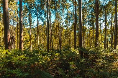 Enlace a buscador de ayudas de Biodiversidad